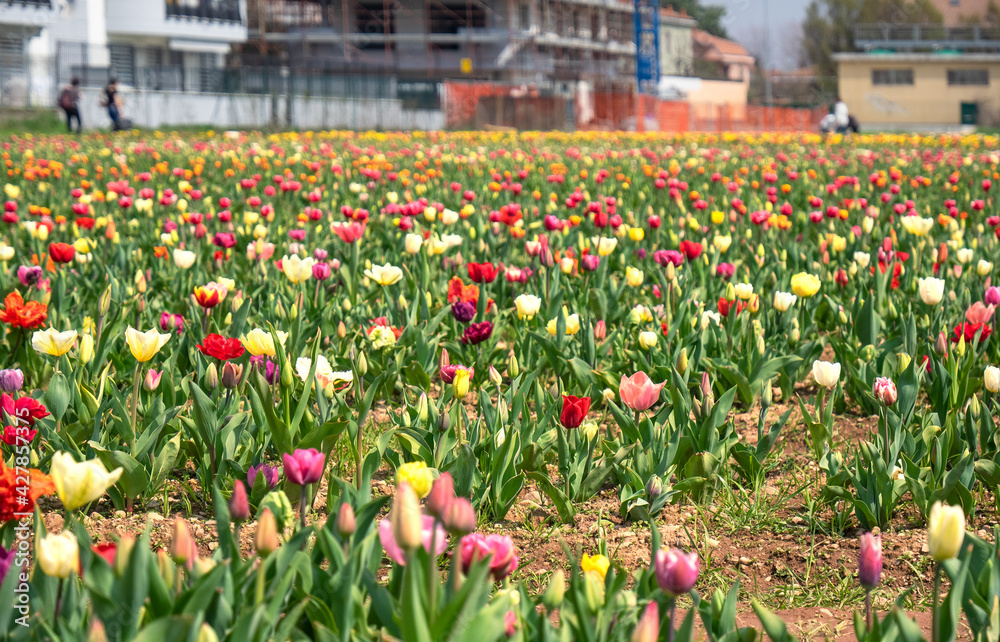 springtime on a farm, blooming tulips in the fields