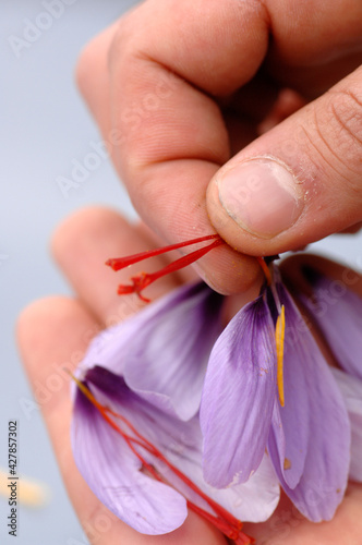 close up of Sardinian saffron flower and pistil called zafferano di San Gavino typical product of Sardinia Island photo