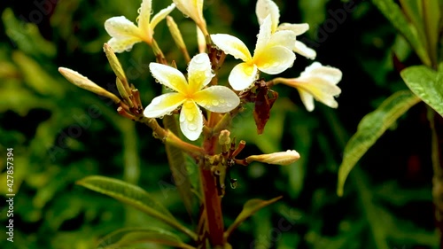 Perfect Frangipani flowers with early morning raindrops on them, tilt-down shot photo