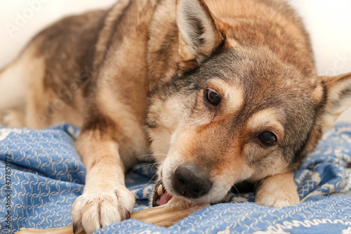 a dog chews on a treat (chewing bone)