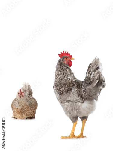 Gray rooster and hen isolated on white background.