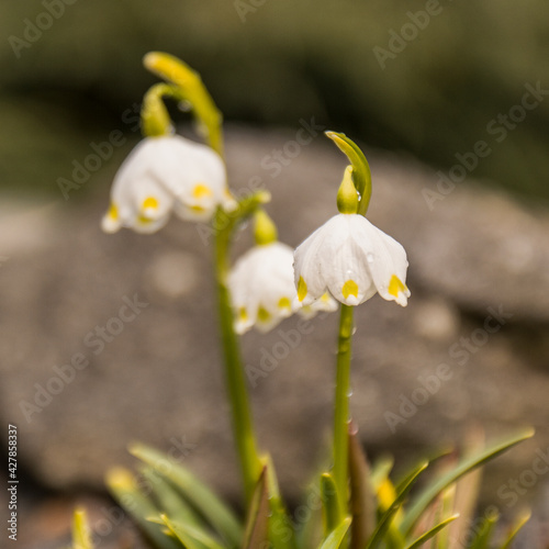 white spring knot flower © Agnes