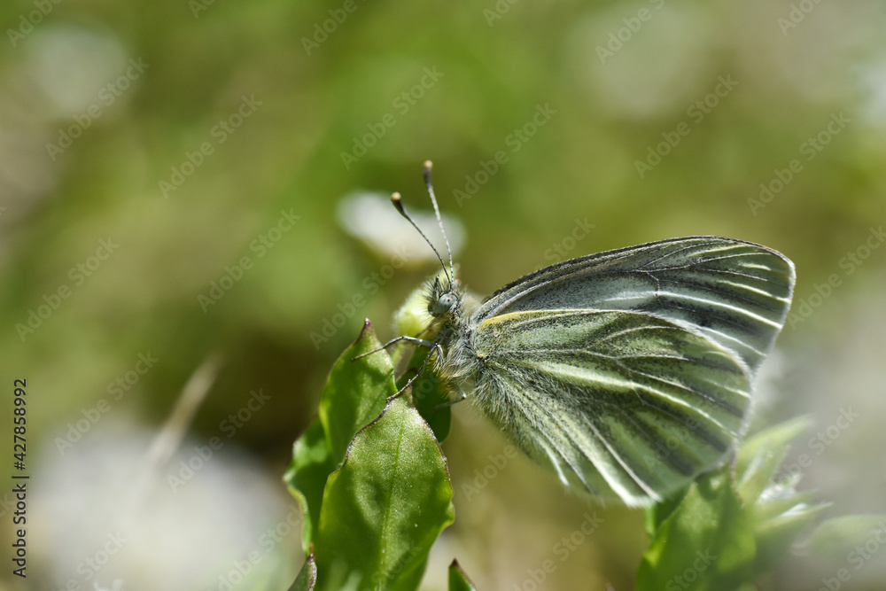Obraz premium The green-veined white (Pieris napi) butterfly. Beautiful white butterfly on wild flower