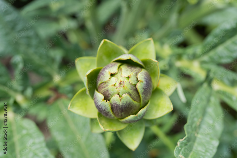 fresh artichoke in the branch, top view