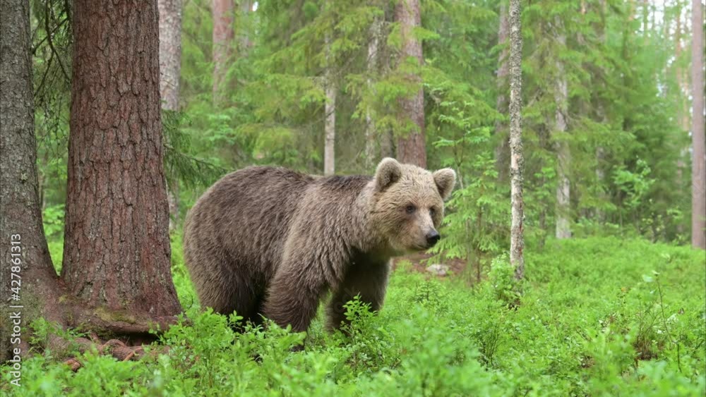 Nervous and careful young brown bear in the boreal forest in Finland
Nervous and careful young brown bear in the boreal forest in Finland