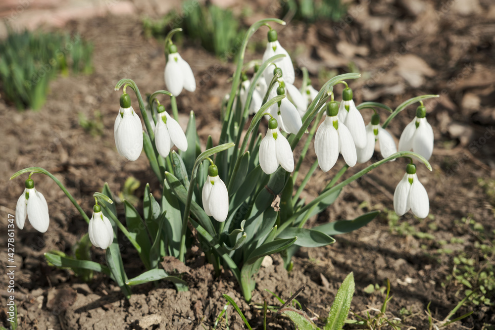 Closeup shot of fresh early snowdrops or common snowdrops Galanthus nivalis Closeup shot of fresh early snowdrops or common snowdrops Galanthus nivalis
