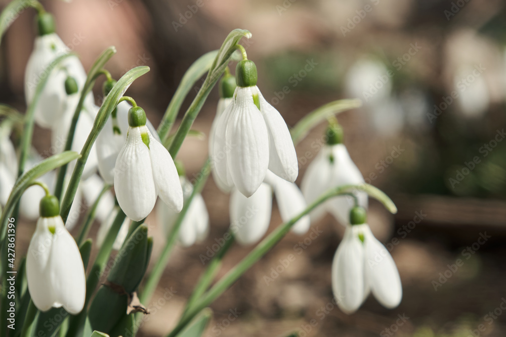 Closeup shot of fresh early snowdrops or common snowdrops Galanthus nivalis Closeup shot of fresh early snowdrops or common snowdrops Galanthus nivalis