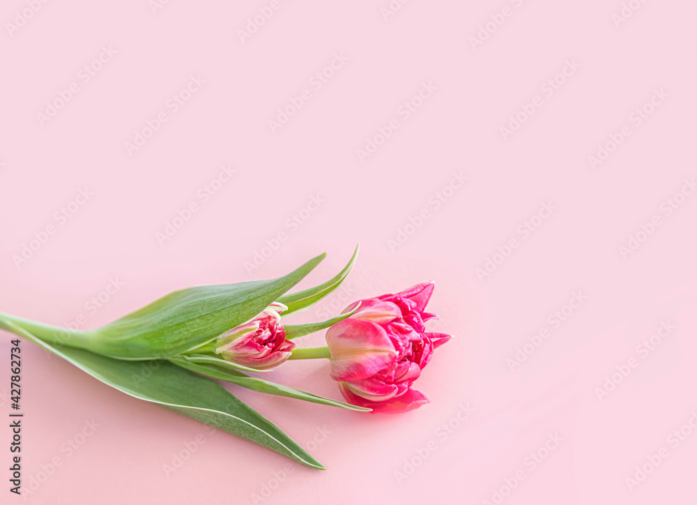 Beautiful pink flowers, top view on a light white background, suitable for postcards. Vertical picture Beautiful pink flowers, top view on a light white background, suitable for postcards. Vertical picture