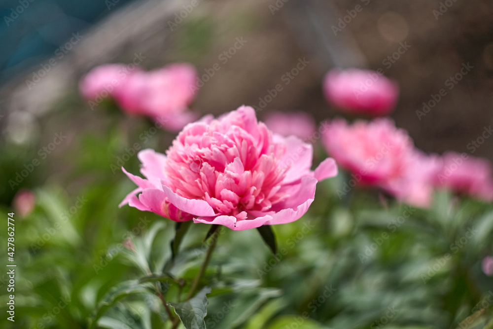 Romantic pink peonies in spring garden sunny day Romantic pink peonies in spring garden sunny day