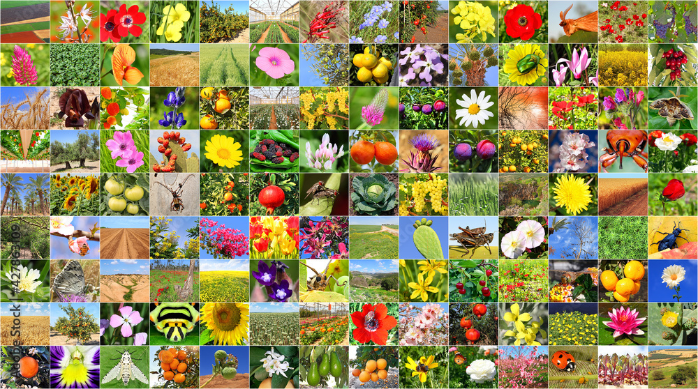 Colorful world. Human and nature. Agriculture and biodiversity of nature - insects and flowers