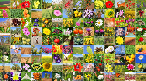 Colorful world. Human and nature. Agriculture and biodiversity of nature - insects and flowers photo