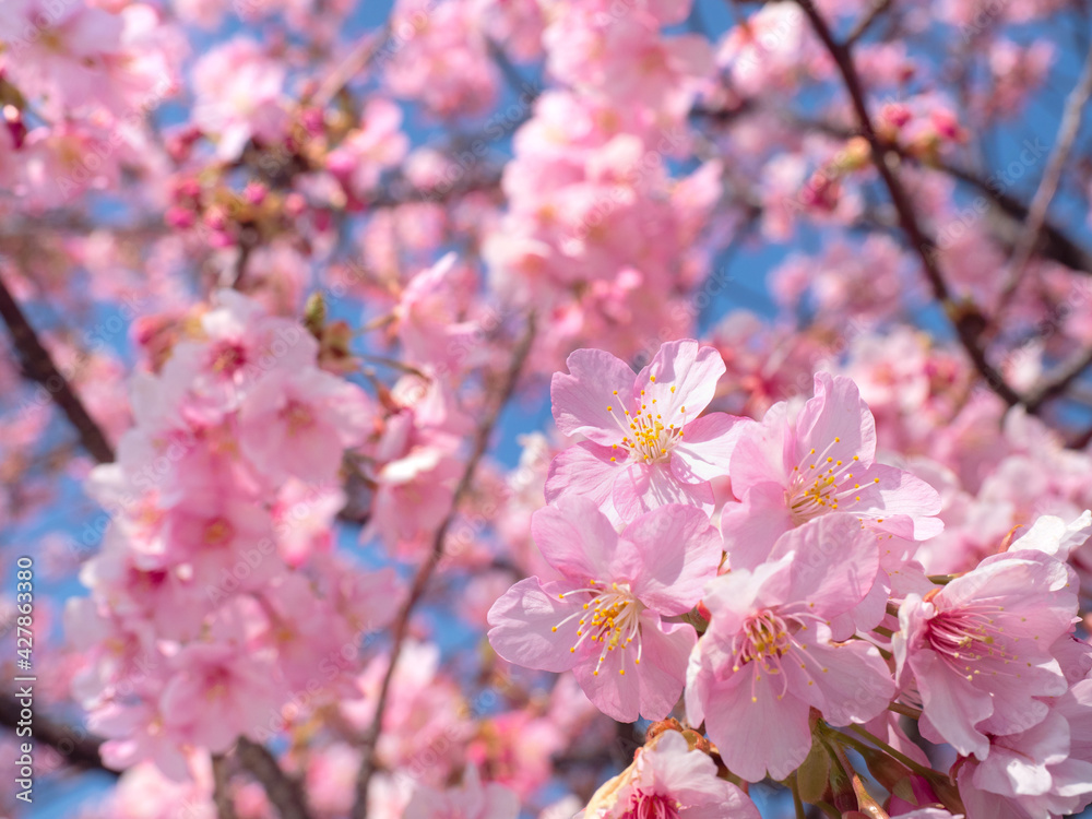 満開のサクラの花