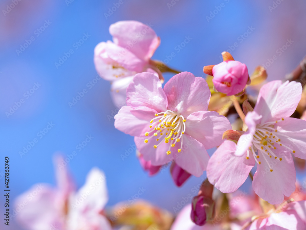満開のサクラの花 満開のサクラの花