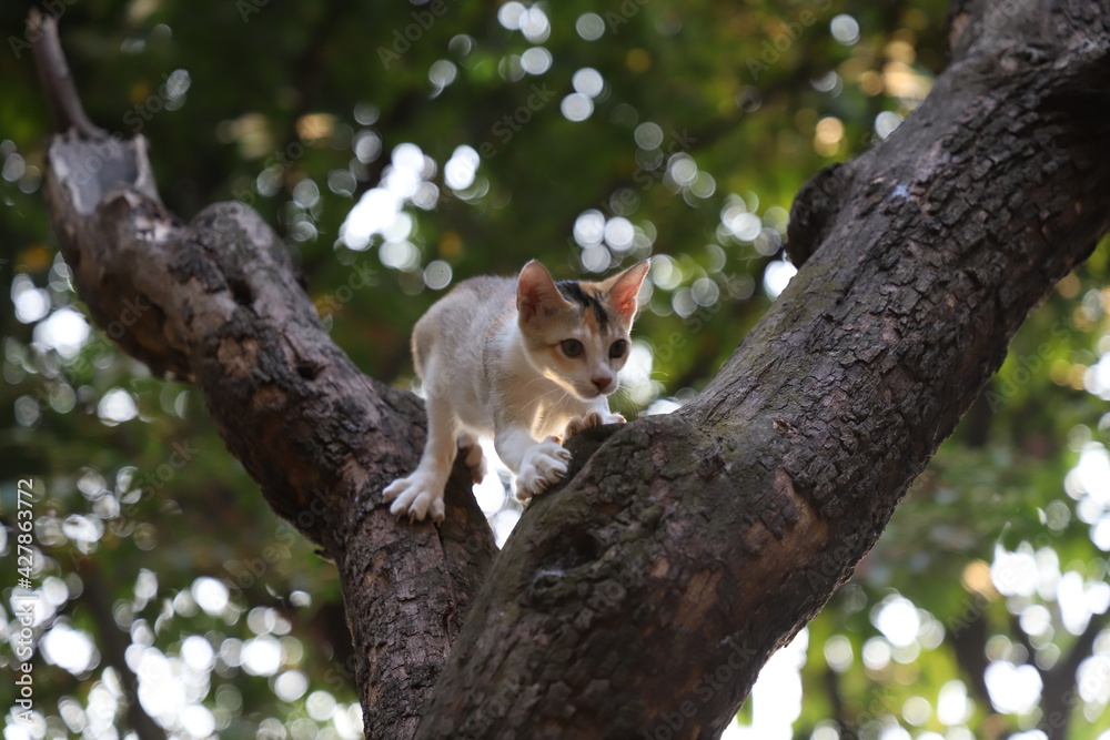 Close up portrait of a very cute white and brown kitten climbing on the top of a tree Close up portrait of a very cute white and brown kitten climbing on the top of a tree