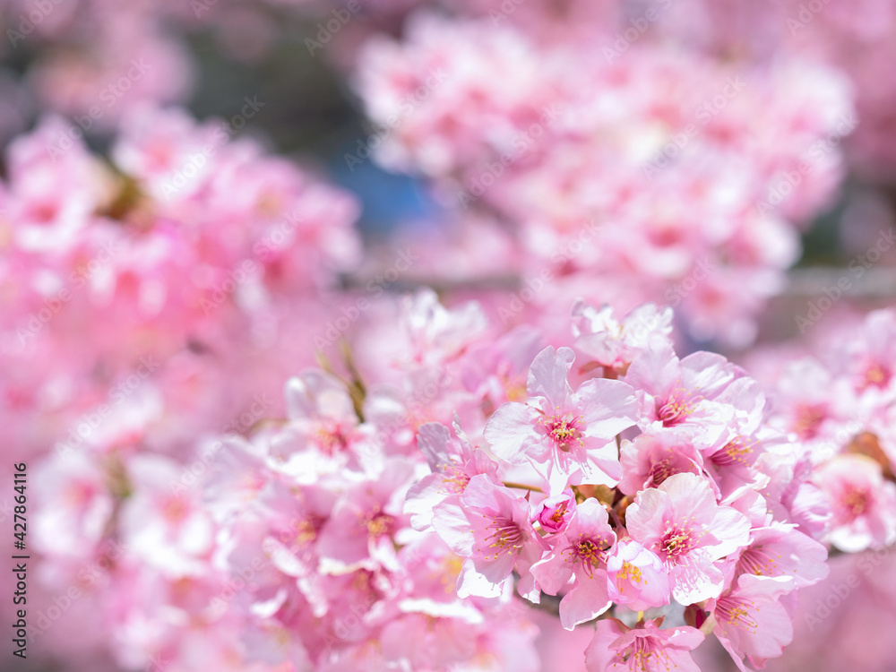 満開のサクラの花
