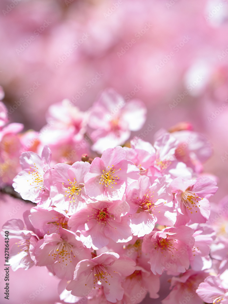 満開のサクラの花
