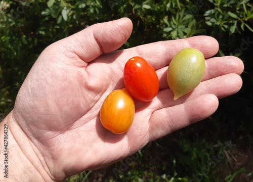 Cherry tomatoes of three colors - green, yellow and red on a human hand