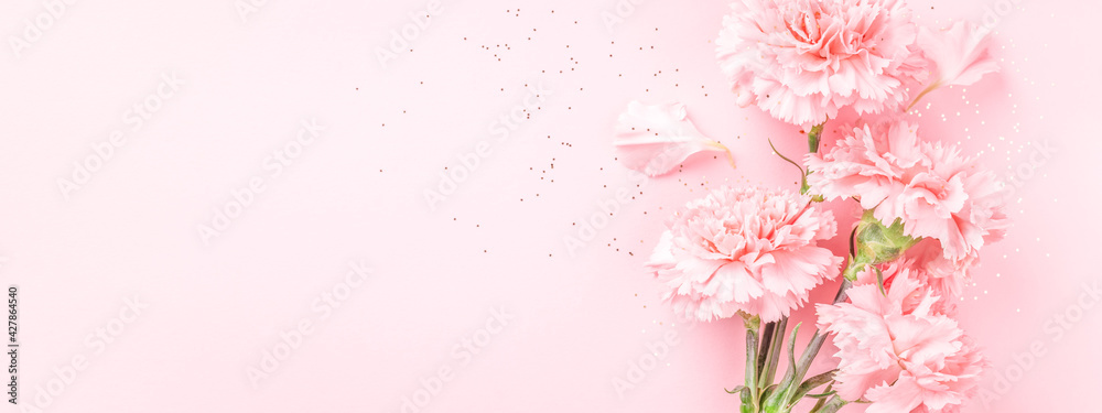 Pink carnations on pink background. Banner with flowers in pastel colours.