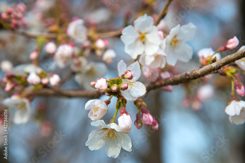 春爛漫 美しく咲いた桜のクローズアップ