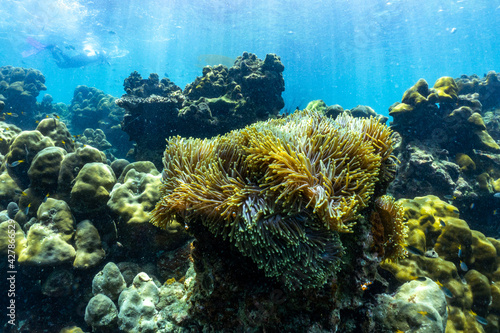 Fototapeta Naklejka Na Ścianę i Meble -  underwater scene with coral reef and fish; Surin Islands; Thailand.