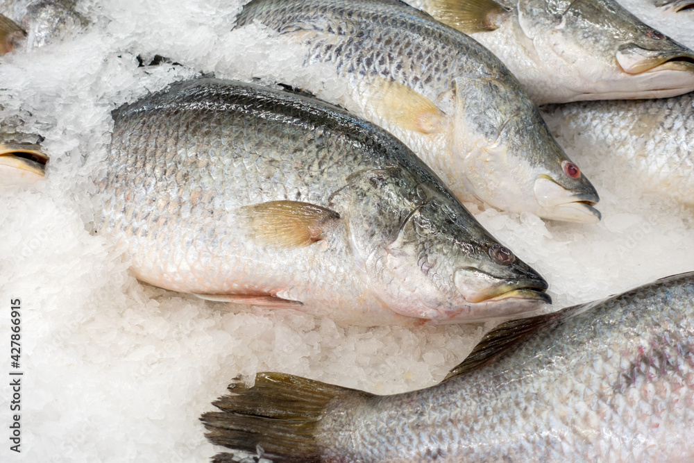 Frozen sea bass in a fish market.