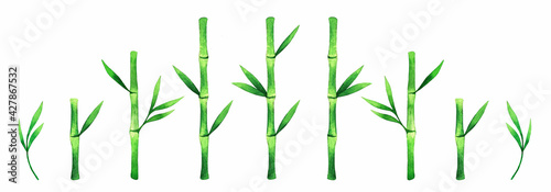 Fototapeta Naklejka Na Ścianę i Meble -  Green bamboo watercolor illustration isolated on white background. Bamboo branches and leaves clip art.