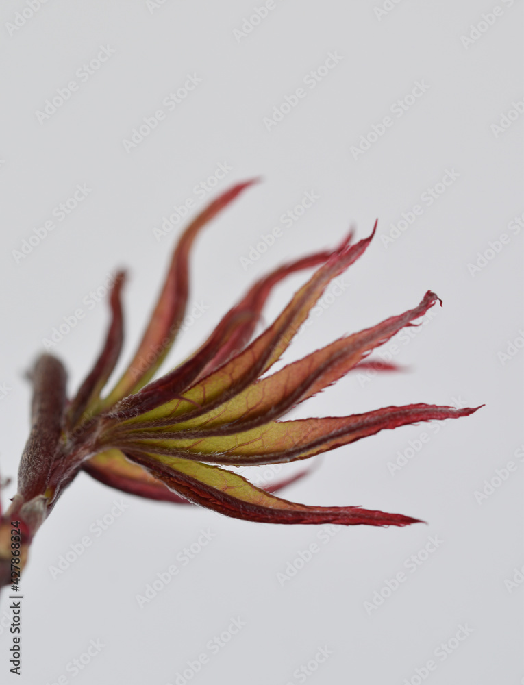 Fototapeta premium Macro image of an emerging acer leaf