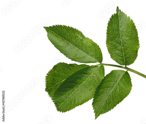 Young elder, elderberry plant twig with leaves in spring, isolated on white background with clipping path