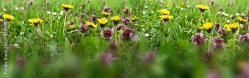Spring meadow with colorful wildflowers. Seasonal natur background. Horizontal close-up with short depth of field.