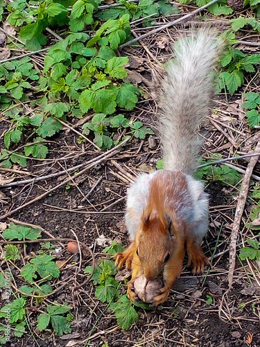 squirrel in the park