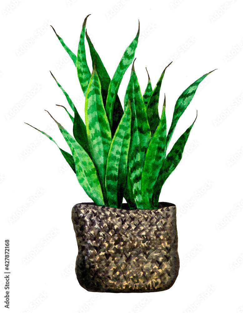Sansevieria in a wicker pot. Watercolor hand drawn house plant clipart element isolated on white background. Sansevieria in a wicker pot. Watercolor hand drawn house plant clipart element isolated on white background.