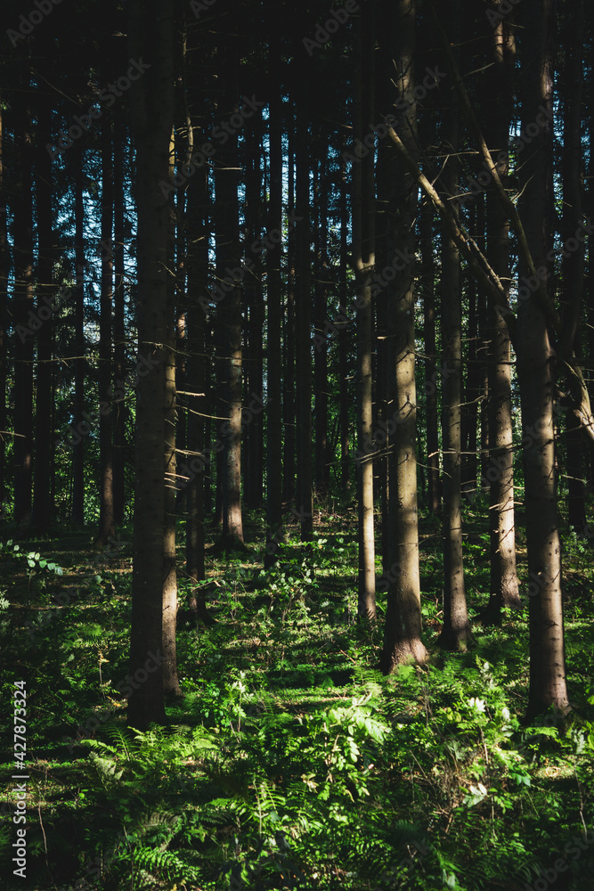 Fototapeta premium Beautiful forest shines in the sunlight