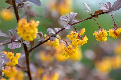 Berberis thunbergii japanese barberry ornamental flowering shrub, group of beautiful small yellow petal flowers in bloom