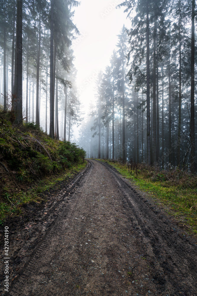 Naklejka premium Gloomy, muddy forest path leads into a misty autumn forest with fir trees.