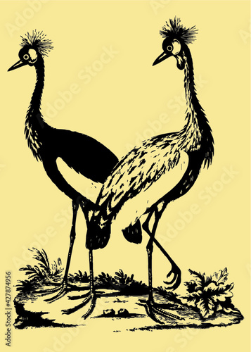 ostrich and bird