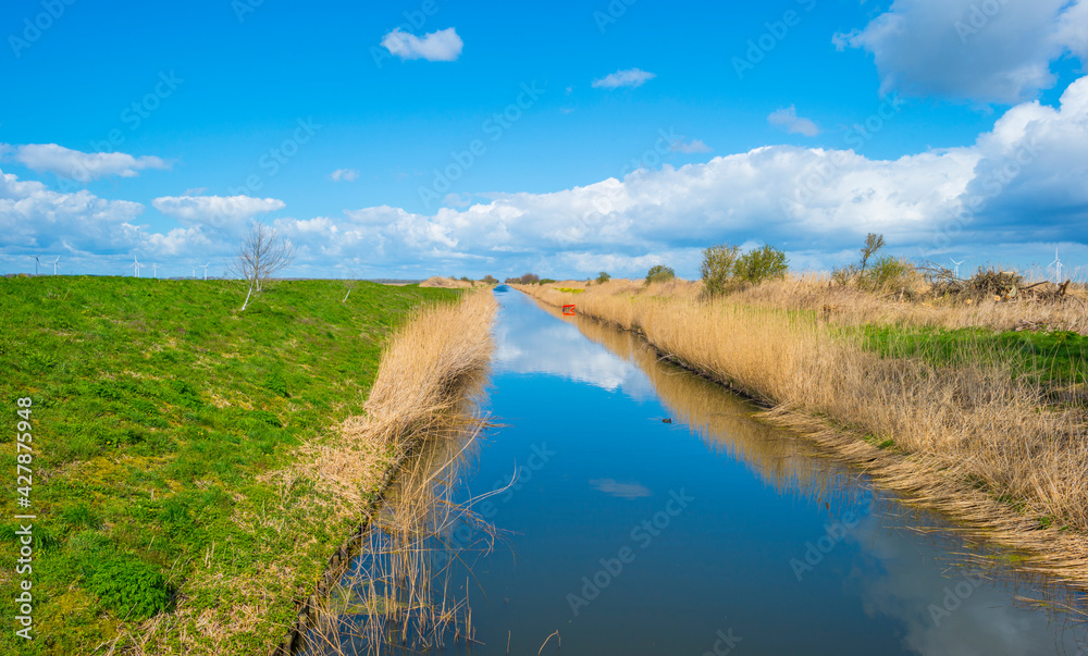 Reed along the edge of a canal in an agricultural field in bright sunlight below a blue cloudy sky in spring, Almere, Flevoland, The Netherlands, April 13, 2021