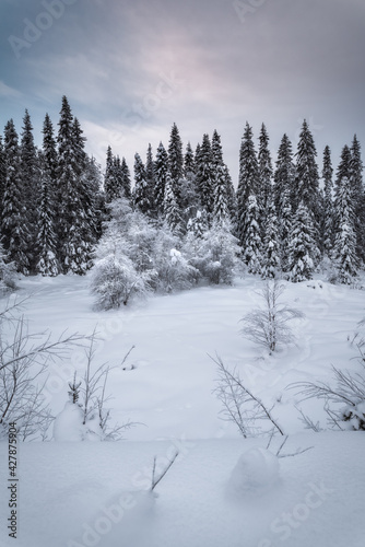 A winter forest in Paanajärvi National Park in northern Karelia. Slender spruces against the sky.