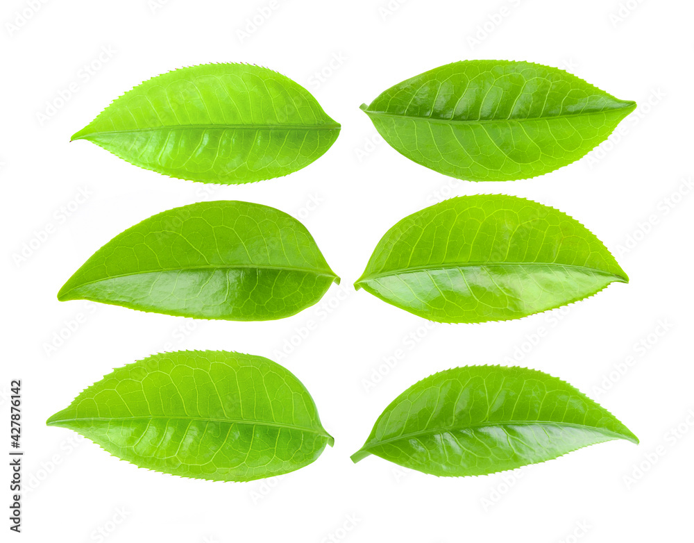 tea leaves on a white background tea leaves on a white background