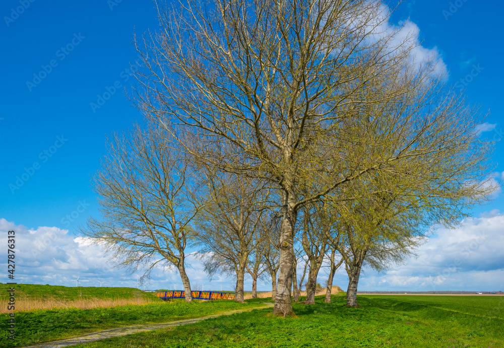 Canopy of deciduous trees below grey white cumulus clouds in a blue sky in bright sunlight in spring, Almere, Flevoland, The Netherlands, April 13, 2021 Canopy of deciduous trees below grey white cumulus clouds in a blue sky in bright sunlight in spring, Almere, Flevoland, The Netherlands, April 13, 2021