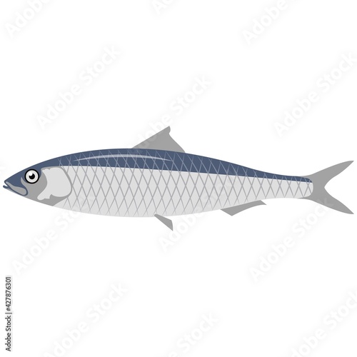 Vector fish european sardine sea underwater life