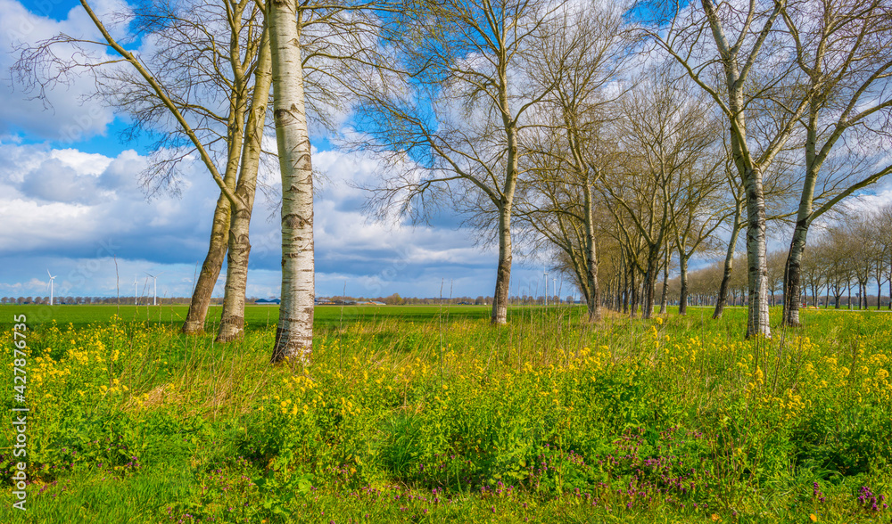 Trees in a grassy field with yellow wild flowers below a blue cloudy sky in sunlight in spring, Almere, Flevoland, The Netherlands, April 13, 2021