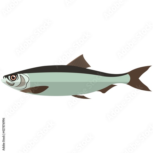 Vector fish atlantic herring ocean underwater wildlife