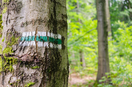 Green hiking trail sign. Touristic sign or mark on tree. Forest navigating map.