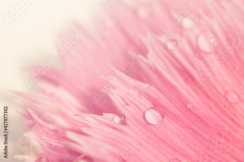 Pink and white floral background with drops of water