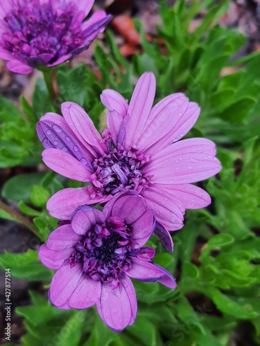 close up of flower