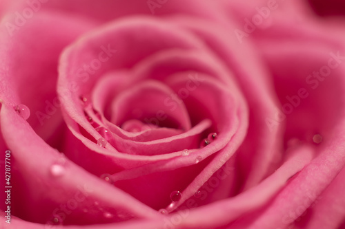 Pink rose macro