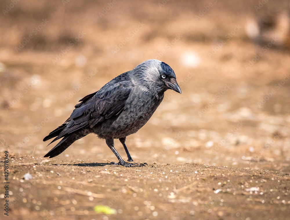 Obraz premium Black bird on the ground