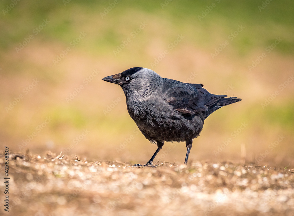 blackbird on the ground blackbird on the ground