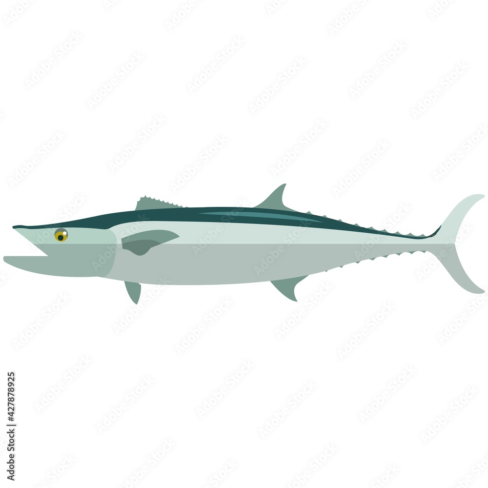 Naklejka premium Vector fish barracuda sea underwater mackerel species