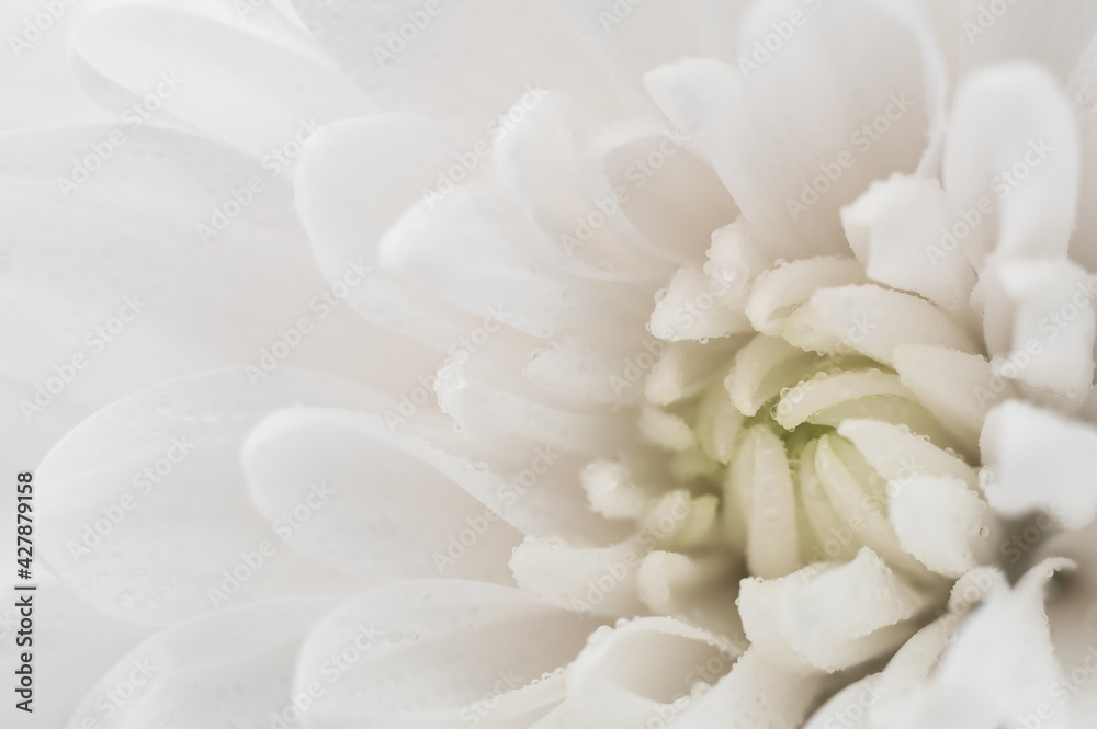 White Chrysanthemum closeup